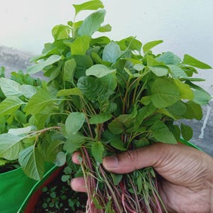 May include: A bunch of fresh, green leafy vegetables with red stems, held in a hand. The leaves are a vibrant green color, and the stems have a reddish hue. The background shows more of the same leafy greens.