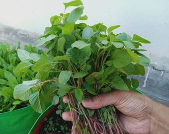 May include: A bunch of fresh, green leafy vegetables with red stems, held in a hand. The leaves are a vibrant green color, and the stems have a reddish hue. The background shows more of the same leafy greens.
