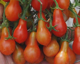 Heirloom Red Pear Tomato Seeds: Historic Italian Variety
