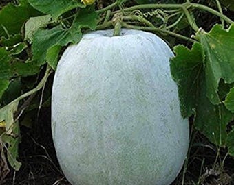 Indian Ash Gourd Seeds, Winter Melon, White Pumpkin, Petha, Wax Gourd, Non-GMO