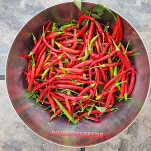 Heirloom Finger Hot Chilli Seeds: Long Slim Spicy Pepper - Organic Non-GMO