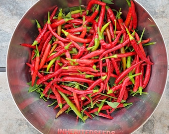 Heirloom Finger Hot Chilli Seeds: Long Slim Spicy Pepper - Organic Non-GMO