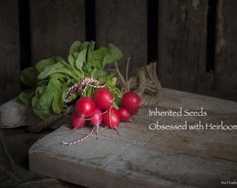 Heirloom Champion Radish Seeds: Large Red Roots, Organic Non-GMO