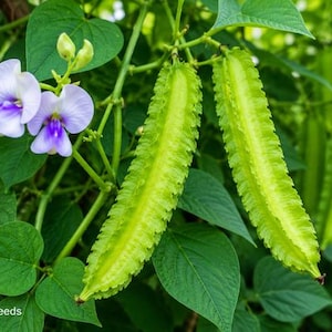 May include: Two light green winged bean pods with serrated edges hanging from a vine alongside two light purple flowers with dark violet centers and several dark green leaves. The text Inherited Seeds is visible in the bottom left corner.