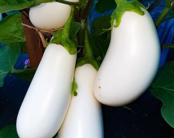 Heirloom White Casper Eggplant Seeds: Creamy, Mild Aubergine