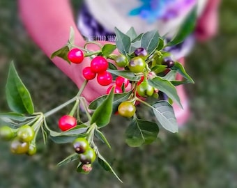 Heirloom Wild Chiltepin Pepper Seeds: Authentic Tepin Bird's Eye Chili, Organic Non-GMO