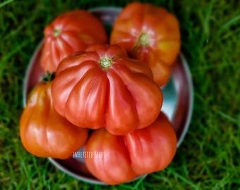 Heirloom Oxheart Tomato Seeds: Giant Heart-Shaped, Meaty & Sweet