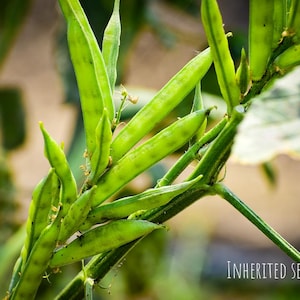 duckweed plants for sale Giant duck weed  Aquatic Plant Man