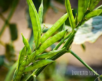 Cluster Beans Seeds – Goru Chikkudu / Guar Beans – Heirloom Non-GMO Vegetable Seeds