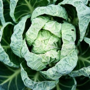 May include: Close-up of a fresh, green cabbage head. The image highlights the intricate patterns and textures of the leaves, with a focus on the tightly packed center. The outer leaves are a darker green, while the inner leaves are a lighter shade.