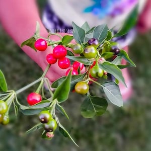 May include: A close-up of a plant branch with vibrant red, green, and purple berries. The berries are clustered among green leaves. The image is slightly blurred, with the text "INHERITED SEED" visible in the background.