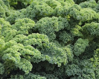 Heirloom Blue Scotch Kale Seeds: Cold-Hardy, Nutritious Greens