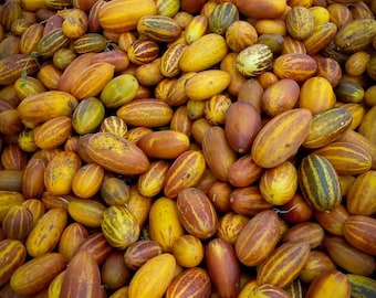 Striped Dosakai Seeds – Andhra Cucumber / Sambar Dosakaya – Heirloom Non-GMO Vegetable Seeds