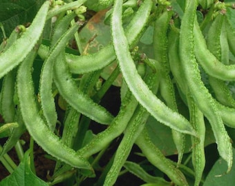 Chikkudu Creeper Beans Seeds – Dolichos Bean / Hyacinth Bean / Avarekai