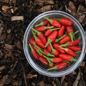 May include: A clear glass bowl filled with bright red chili peppers with green stems. The bowl is set against a backdrop of dark brown mulch.