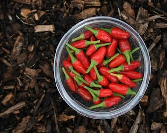 Heirloom African Bird’s Eye Chilli Seeds – Authentic African Pepper, Organic Non-GMO, Grown in USA