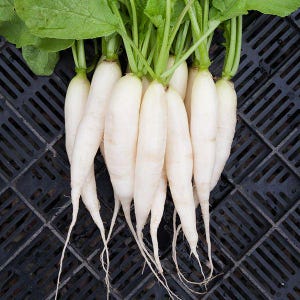 May include: A close-up shot of a bunch of fresh white daikon radishes. The radishes are long and cylindrical, with green stems and leaves. The roots are thin and white. The radishes are arranged on a black, textured surface.