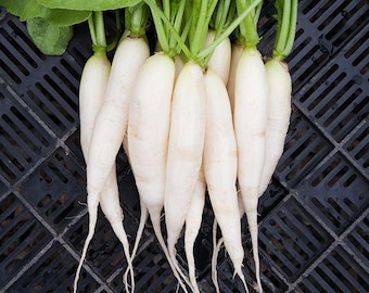 Heirloom Radish Icicle Seeds: Long White Mooli, Organic Non-GMO