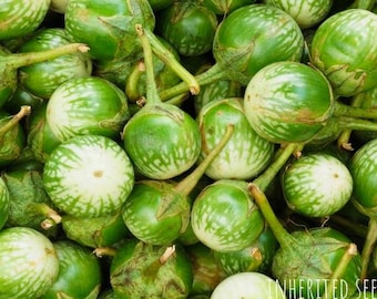 May include: A close-up shot of a pile of small, round, green eggplants with white and green striped patterns. The eggplants have green stems and are clustered together. The text "INHERITED SEEDS" is visible in the bottom right corner.
