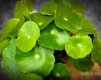 Heirloom Vallarai Keerai Seeds – Gotu Kola, Brahmi (Centella asiatica), Organic Non-GMO