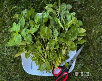 Organic Siru Keerai Seeds: Non-GMO Amaranth, South Indian Greens