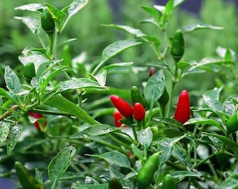 Heirloom Kanthari Chilli Seeds: Fiery Kerala Bird's Eye Pepper