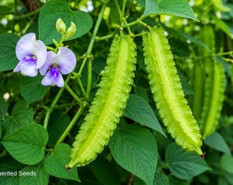 Winged Bean Seeds, Winged Pole Bean, Goa Bean, Four Angled Bean, Asian Climbing Vegetable, Non-GMO Garden Seeds