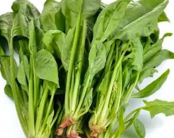 Heirloom Indian Palak Seeds – Traditional Desi Spinach, Fast-Growing Leafy Green, Organically grown, Non-GMO