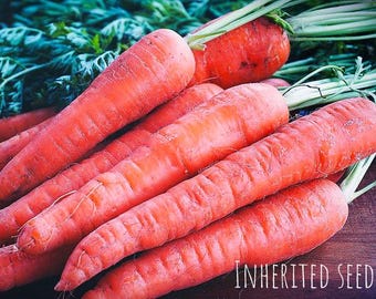 Heirloom Sweet Red Carrot Seeds: Rare Scarlet Variety, Organic Non-GMO