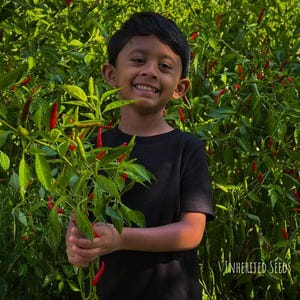May include: A smiling child in a black t-shirt holds a branch of chili peppers with red and green pods. The background is a lush green bush filled with more chili peppers. The image is well-lit, with the text "Inherited Seeds" in the bottom right corner.