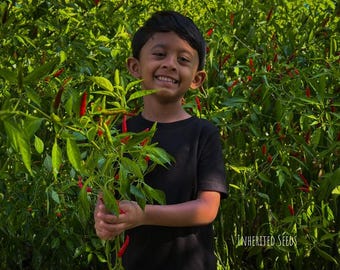 Heirloom Jwala Chilli Pepper Seeds – Authentic Indian Finger Hot Chilli, Grown in USA
