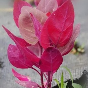May include: Close-up of a plant with vibrant red and pink leaves. The leaves have a smooth texture and are arranged in a layered pattern. The plant's stem is a deep red, and it emerges from a dark surface with a few blades of green grass.