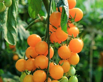 Heirloom Gold Nugget Tomato Seeds: Early, Sweet & High-Yield