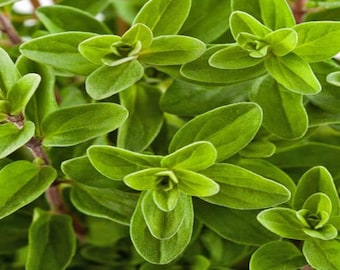 Heirloom Sweet Marjoram Seeds – Mediterranean Culinary Herb, Fragrant Sweet Flavor, Organic Non-GMO, Origanum Majorana