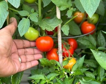 Heirloom Indian Tomato Seeds: Desi Variety, Rich Flavor, Non-GMO