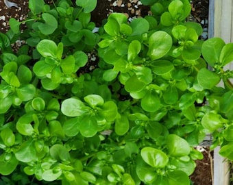 May include: Overhead shot of a lush, vibrant green plant with rounded leaves. The plant appears to be growing in soil, with some visible brown earth and small white stones. The leaves are a bright, healthy green, suggesting a thriving plant.