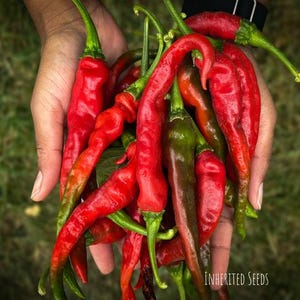 May include: A handful of vibrant red chili peppers with green stems and a few green and brown peppers. The peppers are held in a person's hands against a blurred green background. The text "Inherited Seeds" is visible.