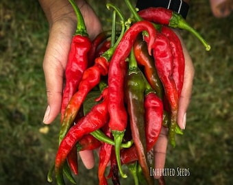 Heirloom Kashmiri Chili Seeds: Authentic Indian Spice, Mild Heat