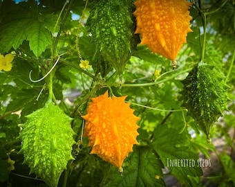 Indian Small Bitter Gourd Seeds - Mini Bitter Melon, Karela, Pavakkai, Kakarakaya, South Indian Vegetable Seeds