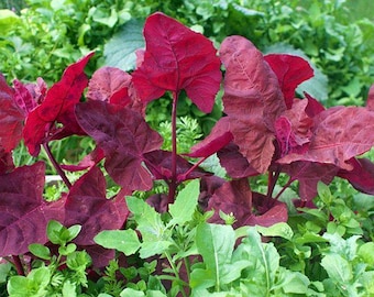 Heirloom Purple Orach Seeds: Heat-Tolerant Spinach Alternative