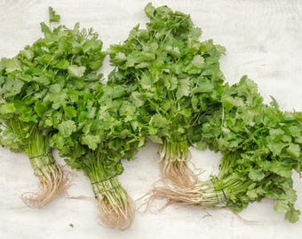 Heirloom Slow Bolt Cilantro Seeds: Organic Coriander Herb