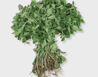 Heirloom Fenugreek Seeds – Authentic Methi Greek Hay Herb & Leafy Green, Organic, Non-GMO, Trigonella Foenum-Graecum