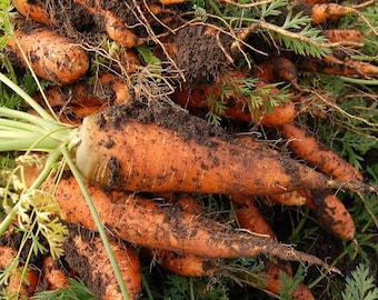Heirloom Kuroda Carrot Seeds: Sweet, Heat-Tolerant, Non-GMO