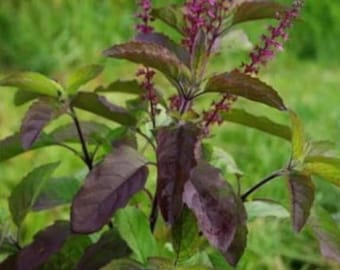 Krishna Tulasi Holy Basil Seeds: Organic Heirloom, Sacred Herb