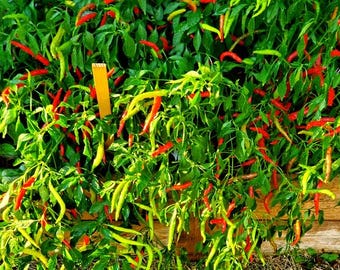 Heirloom Thai Super Chili Seeds: Prik Kee Nu, Extra Hot Pepper
