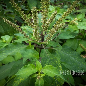 May include: Close-up of a green plant with textured leaves and small, light-colored flowers. The image has a natural, organic feel, with the text "INHERITED SEEDS" in the bottom right corner.