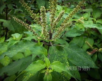 Vana Tulasi Seeds – Wild Holy Basil / Forest Tulsi – Heirloom Non-GMO Seeds