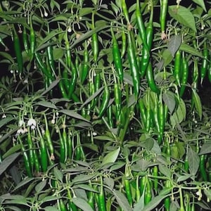 May include: A close-up of a chili pepper plant with numerous long, slender, bright green peppers hanging from the branches. The plant has dark green leaves and small white flowers, set against a dark background.
