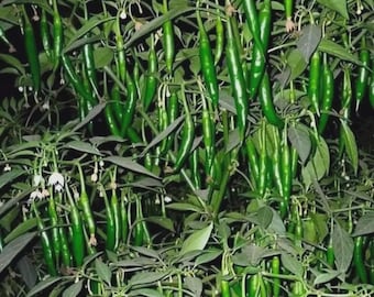 May include: A close-up of a chili pepper plant with numerous long, slender, bright green peppers hanging from the branches. The plant has dark green leaves and small white flowers, set against a dark background.