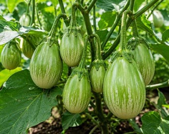 Green Bhartha Eggplant Seeds, Nellore Vankaya, Indian Green Brinjal, Bharwa Baingan, Non-GMO
